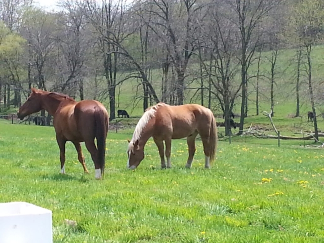 Horses grazing in the pasture