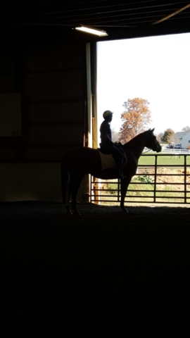 Horse and Rider in Indoor Arena