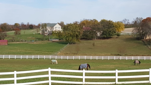 Horses grazing on a cool fall day