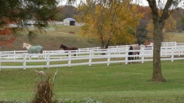 Horses enjoying a fall day