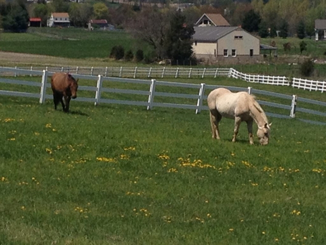 Horses grazing in the pasture