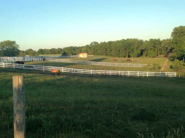 Looking across three pastures