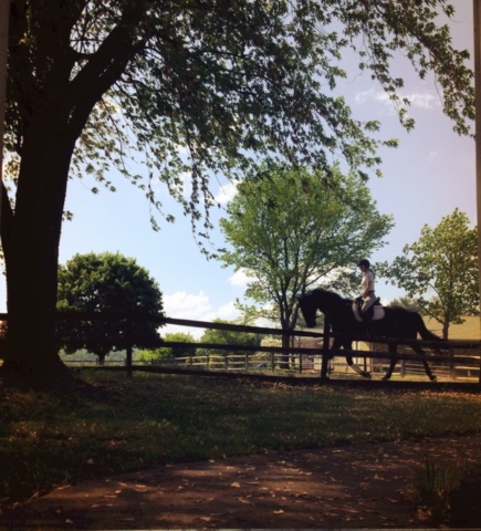 Horse and Rider in the upper ring