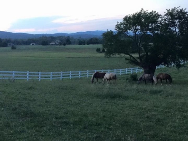 Horses grazing in the big pasture