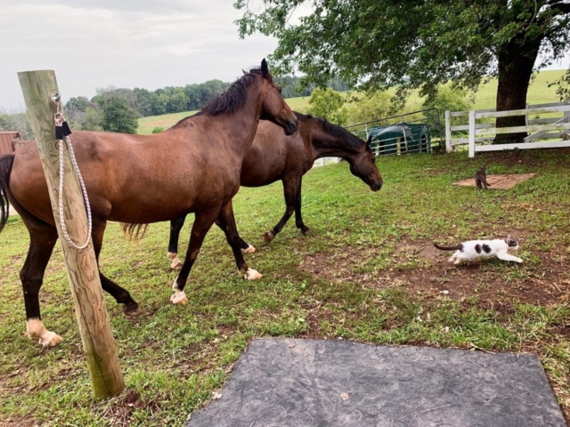 Echo and Sparky with friends