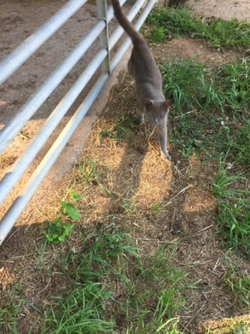 IBS...Important Barn Staff