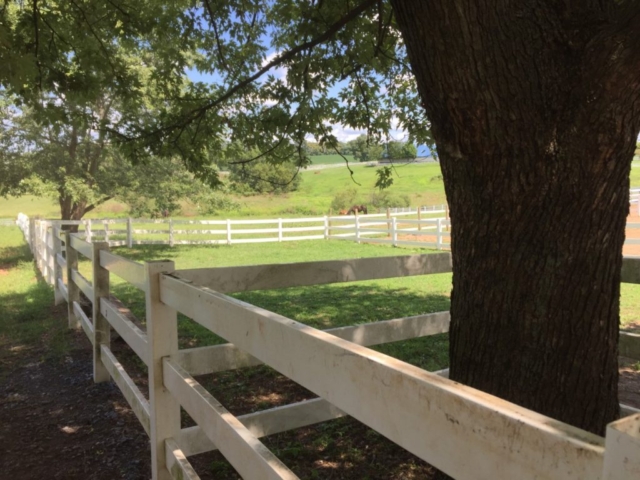 Therapy pasture